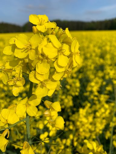 Raps Gelbe Rapsblüten vor einem weiten Feld unter blauem Himmel.