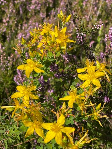 Johanniskraut Gelbe Blumen wachsen zwischen lila Heidekraut in einer sonnigen Umgebung.