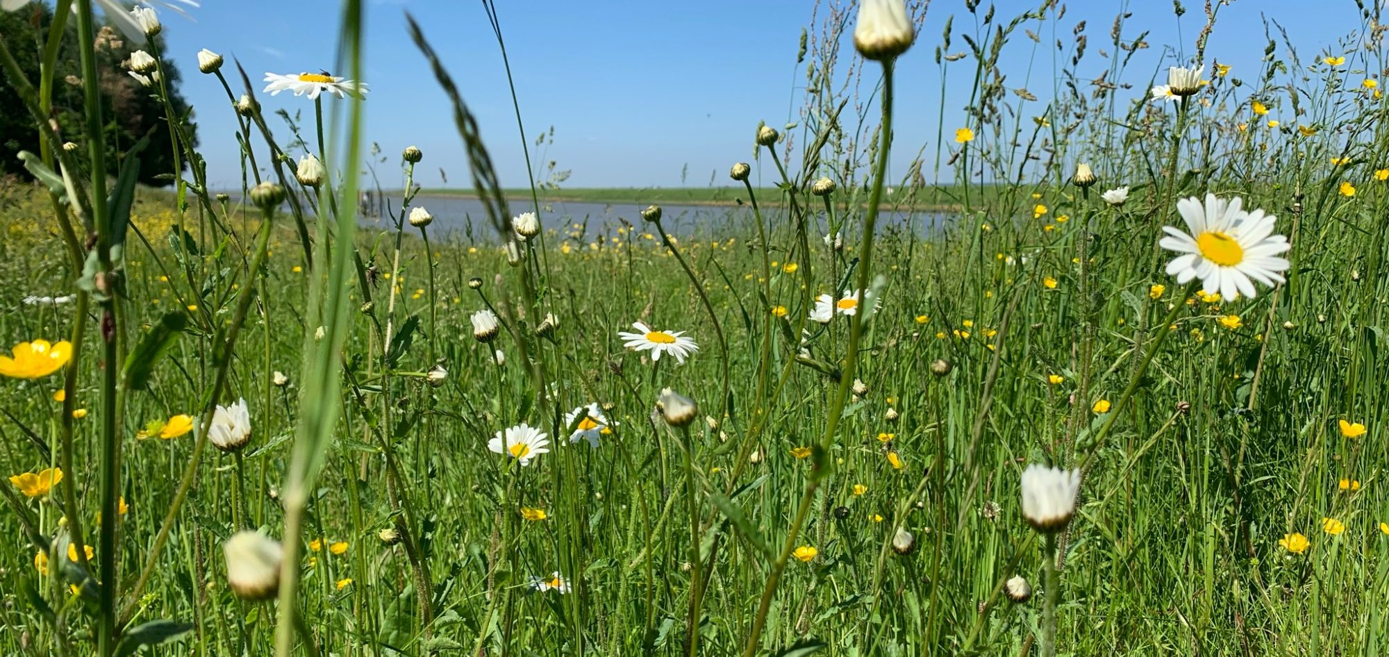 Bunte Wiese mit wilde Blumen und einem klaren blauen Himmel im Hintergrund.