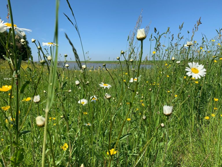 Margeriten Bunte Wiese mit verschiedenen Wildblumen vor einem blauen Himmel und Wasser im Hintergrund.