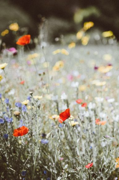 Wildblumenwiese mit Klatschmohn