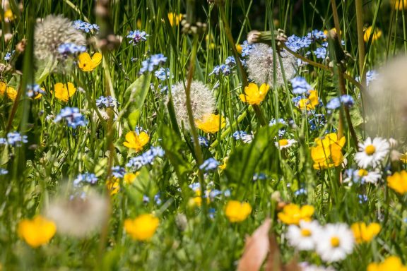 Wiese mit Pusteblumen und Butterblumen