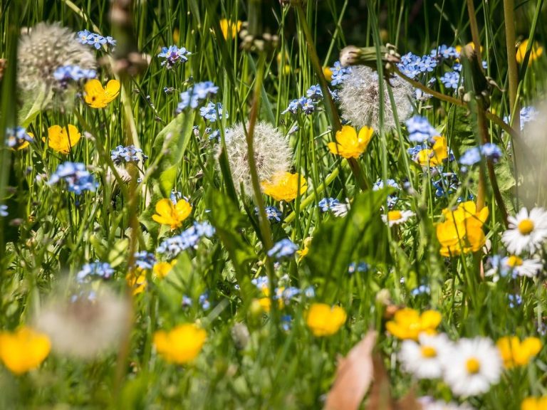 Blühende Wiese Bunte Blumenwiese mit Löwenzahn, Vergissmeinnicht und Gänseblümchen.