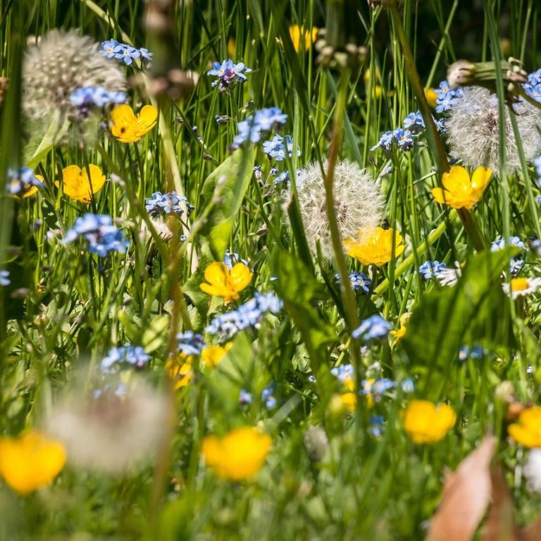 blühende Wildblumen Löwenzahn Pusteblume, Vergissmeinnicht, Butterblume