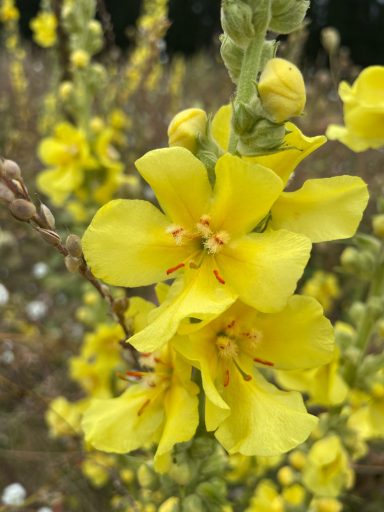 gelbe Königskrenzen Blüte