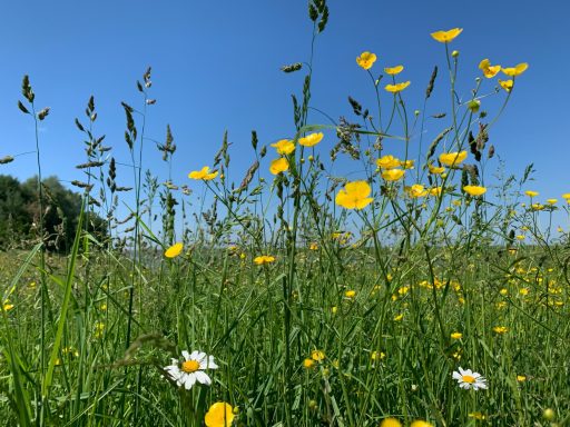 Wiese mit gelben und weißen Wildblumen