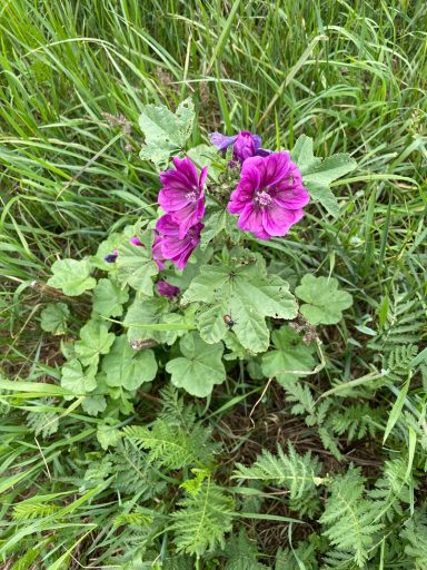 Malve Rosa Blüten einer Malve, umgeben von grünem Gras und anderen Pflanzen.
