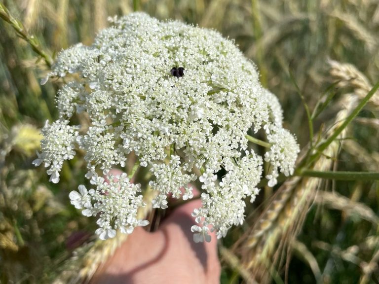 Wilde Möhre Weiße Blüten mit feinen Blütenständen, gehalten in einer Hand vor Feldhintergrund.