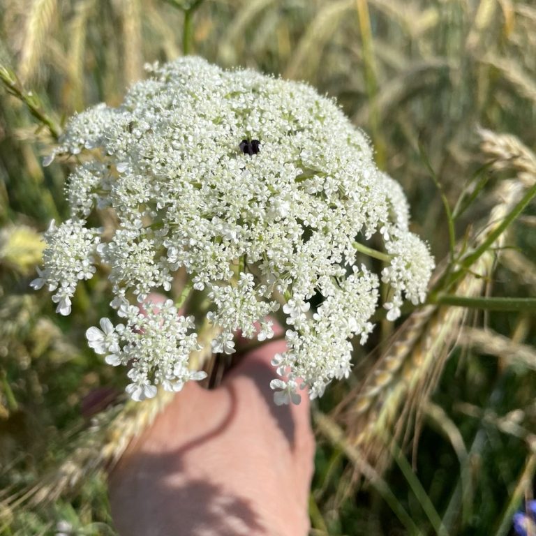 Wilde Möhre Eine Hand hält ein blühendes Pflänzchen mit weißen Blüten vor einem Getreidefeld.