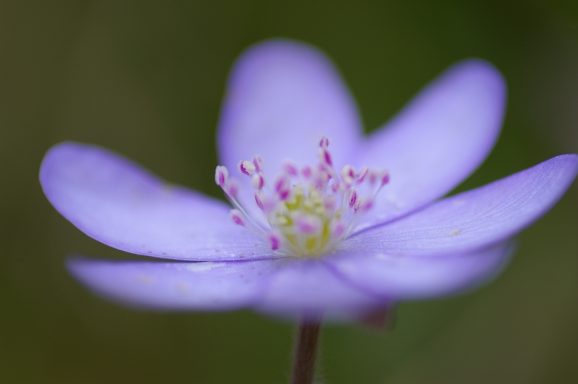Leberblümchen violottes Leberblümchen