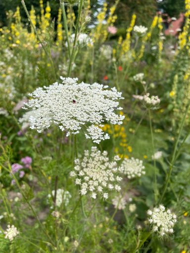 Wilde Möhre Weiße Doldenblüten und bunte Wildblumen in einer wachsenden Wiese.