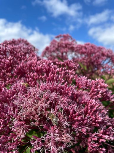 altrosa Blüten des Riesenwasserdost mit Biene
