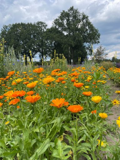 Ringelblumen Bunte Ringelblumen in einem blühenden Garten unter bewölktem Himmel.